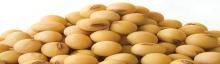 Dried  Soybean   Seed s