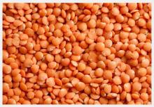  turkish   red   split   lentils 