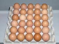 Brown Chicken Eggs
