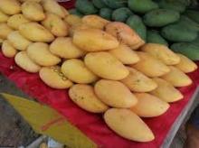 Fresh mangoes