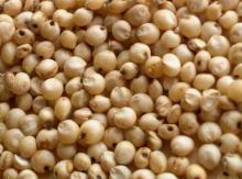Best Quality Natural Sorghum Seeds for sale