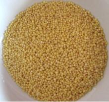High Quality  Organic   Millet  for sale