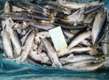 High quality landfrozen saba fish frozen saba pacific mackerel for sale