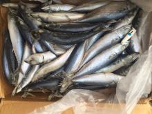 Japanese saba Frozen Japanese saba chub mackerel from China