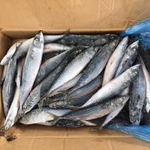 Japanese mackerel scomber japonicus export to Africa market
