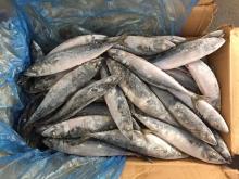 Japan saba mackerel frozen chub mackerel pacific chub mackerel