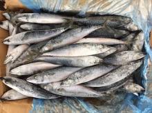 High quality saba japan mackerel frozen mackerel japan saba from Fujian China