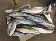  Mackerel  pacific  mackerel   whole   mackerel   frozen   whole   mackerel  for canning