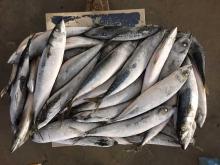 Frozen china mackerel frozen fish mackerel pacific mackerel for sale