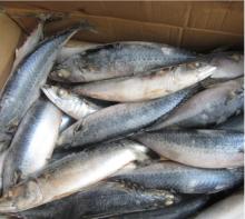  Whole   round   mackerel  fish frozen pacific chub  mackerel  saba  whole sale