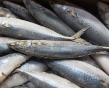 Whole round japan mackerel japanese mackerel scomber japonicus