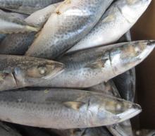 Frozen mackerel japanese frozen fresh mackerel frozen mackerel saba