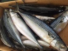 Japanese saba fish mackerel fish frozen japanese mackerel fish