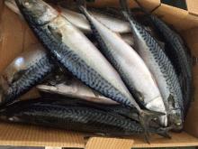 Smoked fish mackerel frozen fish saba fish frozen mackerel for sale