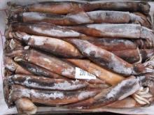 Argentina illex  squid  frozen  whole   round   squid 