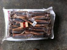 Illex argentina squid WR wholesale