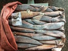 200-300G calamar argentina calamari squid
