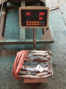 Illex argentina/argentinussquid Calmari Frozen argentina squid for sale
