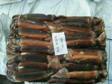 Whole round frozen squid argentina illex squid jigger catch wholesale