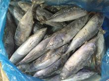 Whole frigate tuna frozen bonito fish 200-300G wholesale