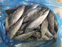 Frozen fish frozen frigate tuna bonito tuna for market