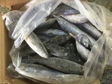 Fresh frozen frigate tuna auxis thazard bonito fish for smoked