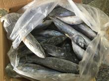 Marine fish bonito whole round bonito tuna wholesale