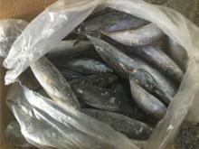 Frozen bonito tuna frozen bonito fish for sale