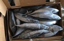 300-500G bonito frozen bonito fish auxis thazard for market