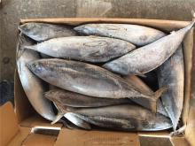 300-500G seafood whole frozen frigate tuna for sale
