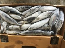 Bonito whole bonito frigate tuna 400-600G for super market