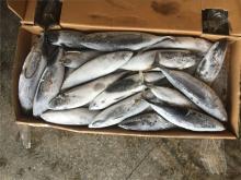 Bonito fish frigate tuna fish bonito 400-600G
