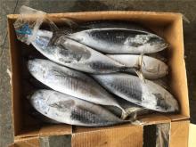 Frozen fish frigate tuna frigate mackerel for smoked