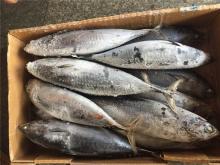 Whole bonito fish frigate tuna frozen fish for salt fish