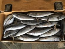 Whole  frozen   bonito   frozen  whole  bonito   fish   frozen   bonito   fish  whole