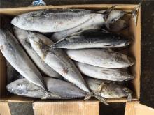 whole frozen bonito fish bonito whole frozen 400-600G