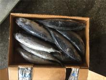 Bonito fish whole frozen frigate mackerel fish for sale