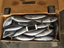Frozen WR bonito WR bonito fish frigate mackerel for sale