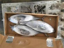 750G up Frozen WR bonito fish bonito for sale