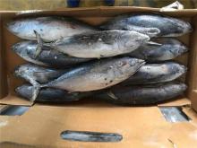 Frozen whole round bonito fish seafood frozen bonito