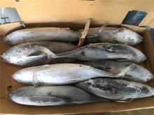Bonito fish WR frozen bonito WR wholsale for smoked