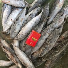 WR frozen bonito frozen bonito fish WR for market