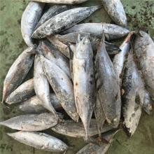 200-300G landfrozen fresh frozen bonito WR frozen bonito fish