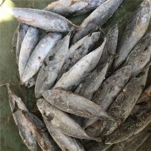 Fresh frozen whole bonito frigate tuna frigate  mackerel  for  sale 