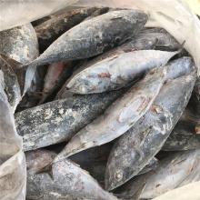 Frozen fresh whole bonito fresh frozen whole bonito fish for canned