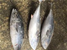 Bonito tuna fish kawakawa frozen fish wholesale