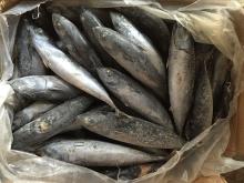 Fish bonito frozen fish bonito frigate tuna for africa market