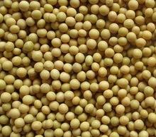 Kidney Beans,Soybeans and Soyabeans Milk Available