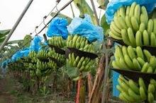 FRESH GREEN BANANA , NATURAL CAVENDISH GREEN BANANA , CAVENDISH