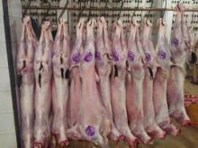 Halal Chilled Lamb @ -15 Degrees Centigrade, Carcasses Whole 7 to 12 kg